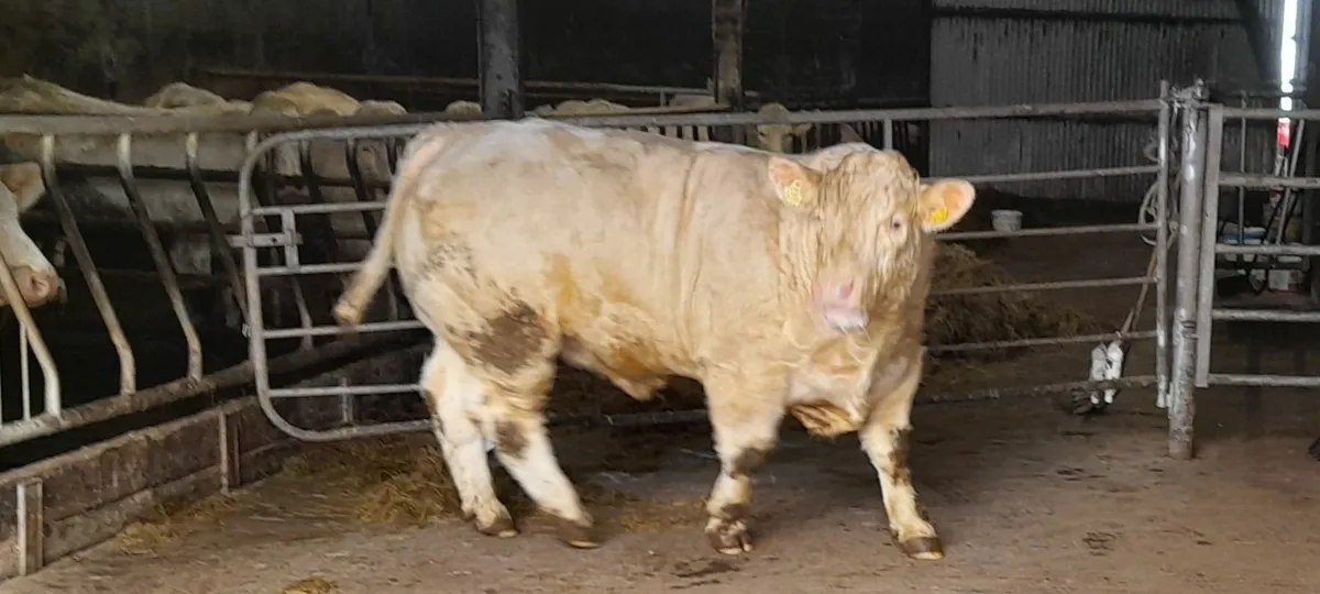 Pedegree 5 Star Charolais Bulls - Image 3