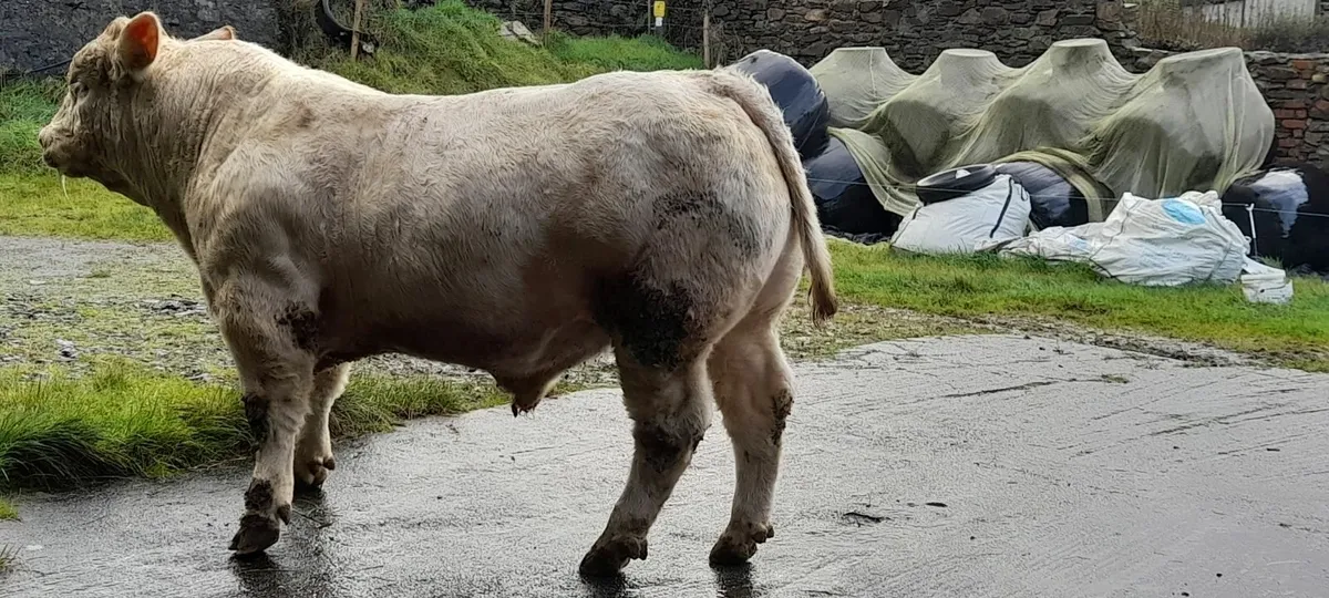 Pedegree 5 Star Charolais Bulls - Image 2