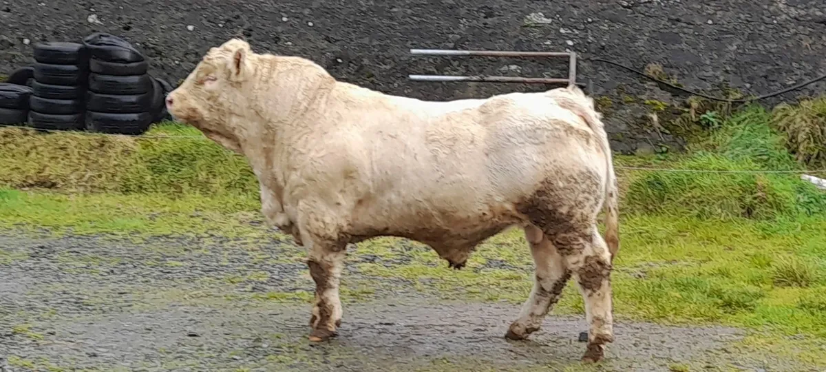 Pedegree 5 Star Charolais Bulls - Image 1