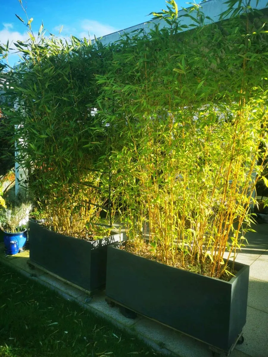 Mature bamboo hedge - Image 1