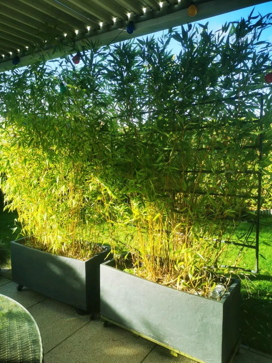 Mature bamboo hedge - Image 2