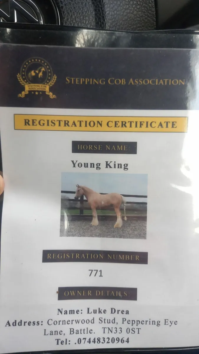 Palameno  stallion - Image 1