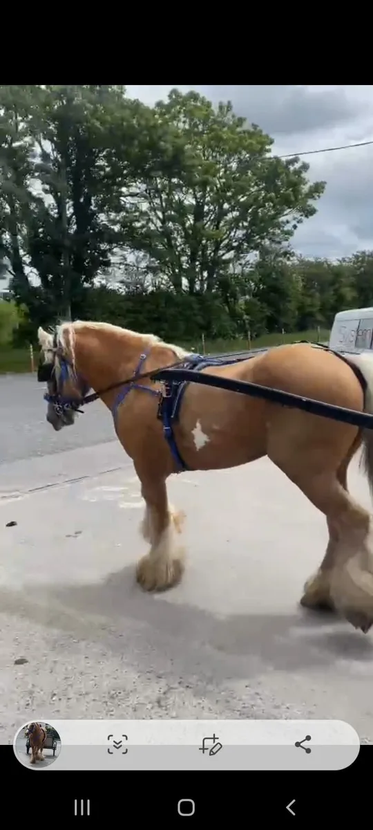 Palameno  stallion - Image 2