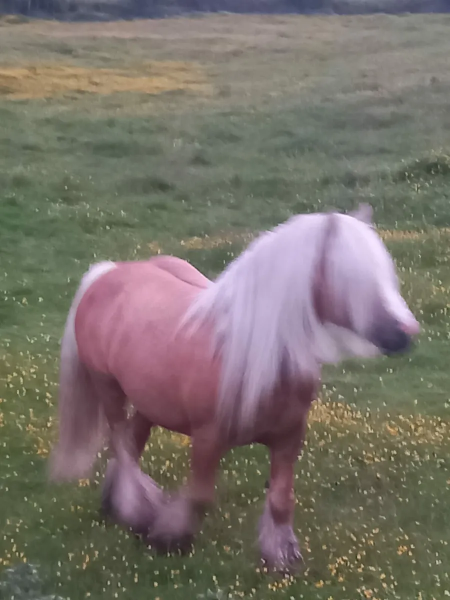 Palameno  stallion - Image 3