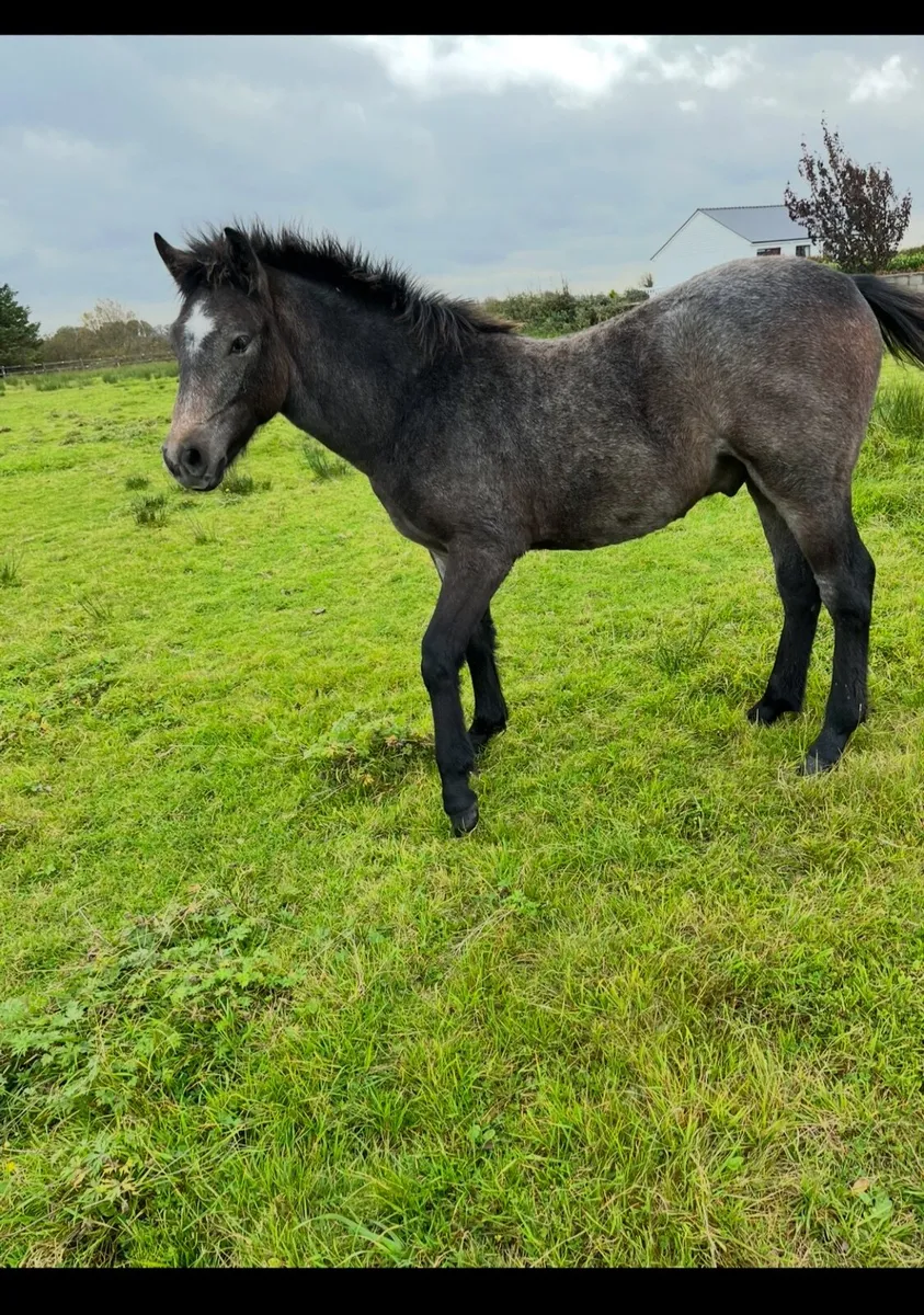 Connemara Pony - Image 4