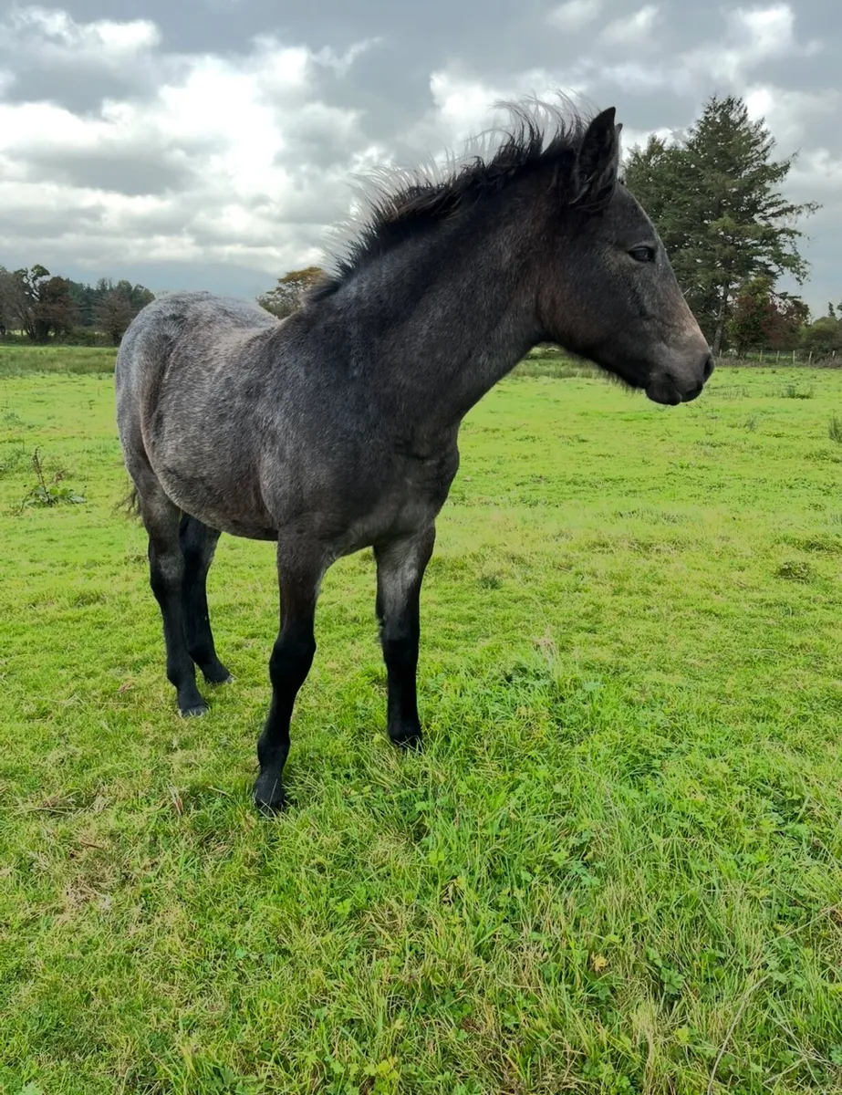 Connemara Pony - Image 3