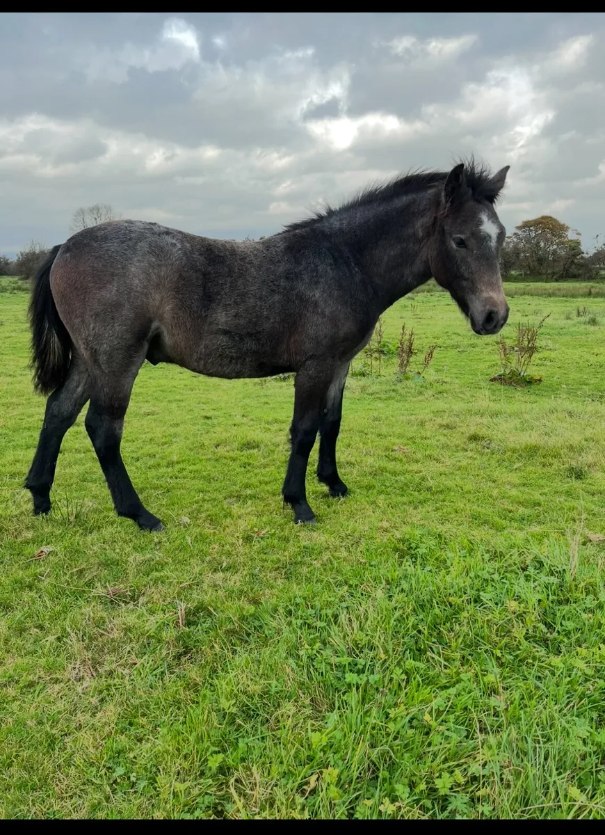 Connemara Pony - Image 2