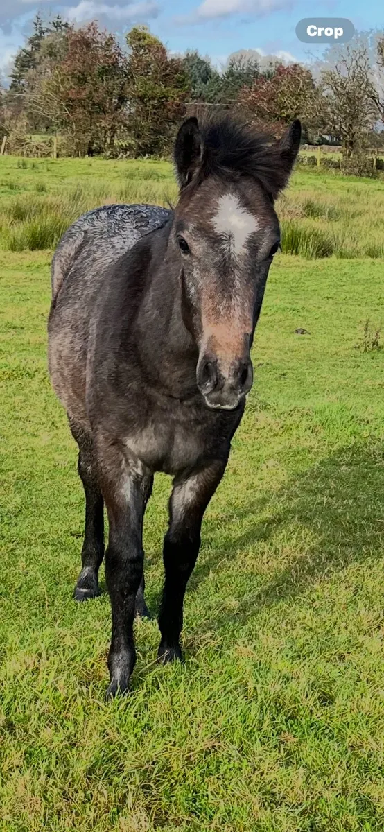 Connemara Pony - Image 1