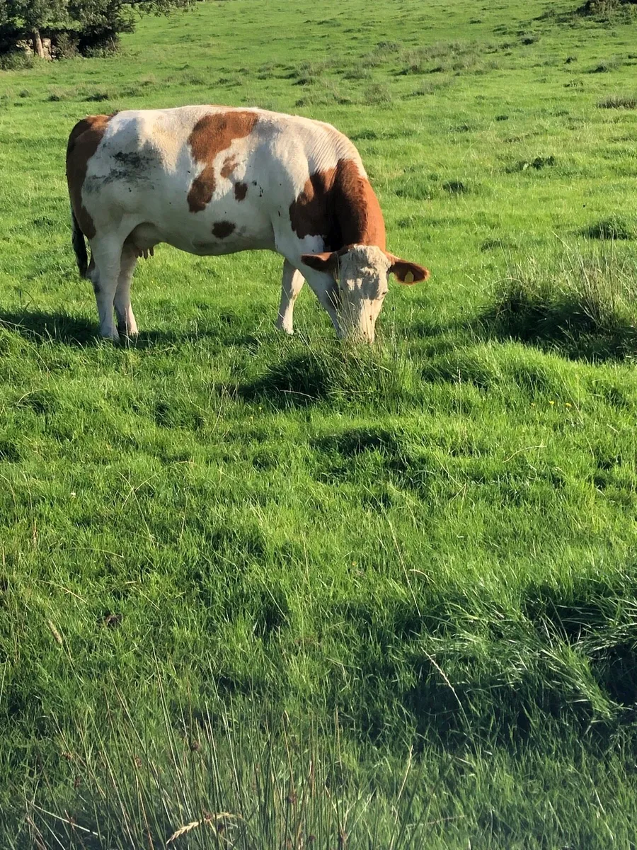 Cow and calf - Image 1