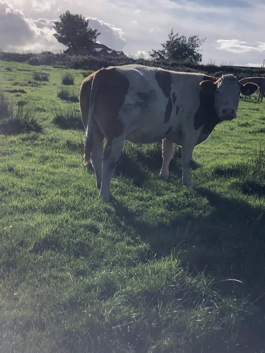 Cow and calf - Image 2