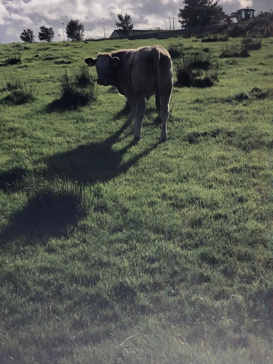 Cow and calf - Image 4