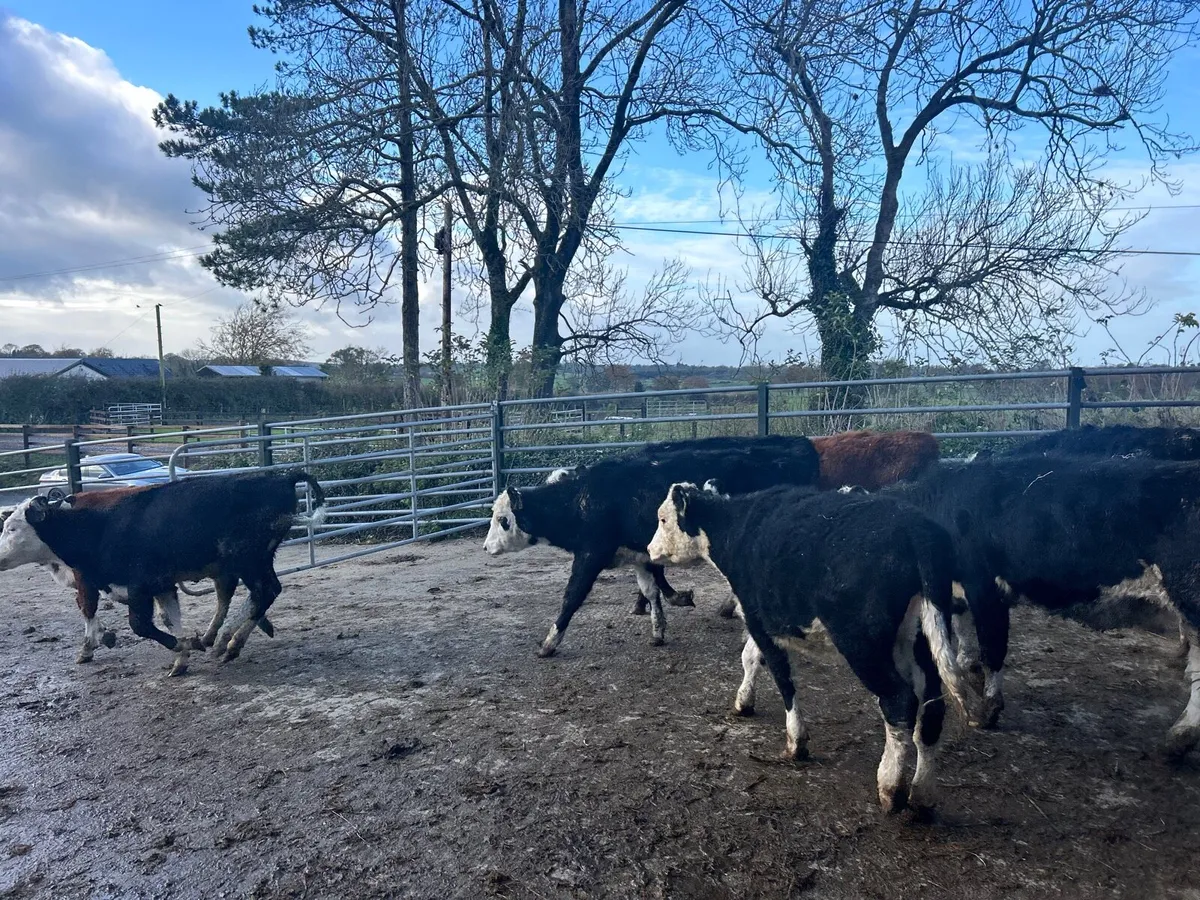 12 super  Hereford weanling heifers - Image 1
