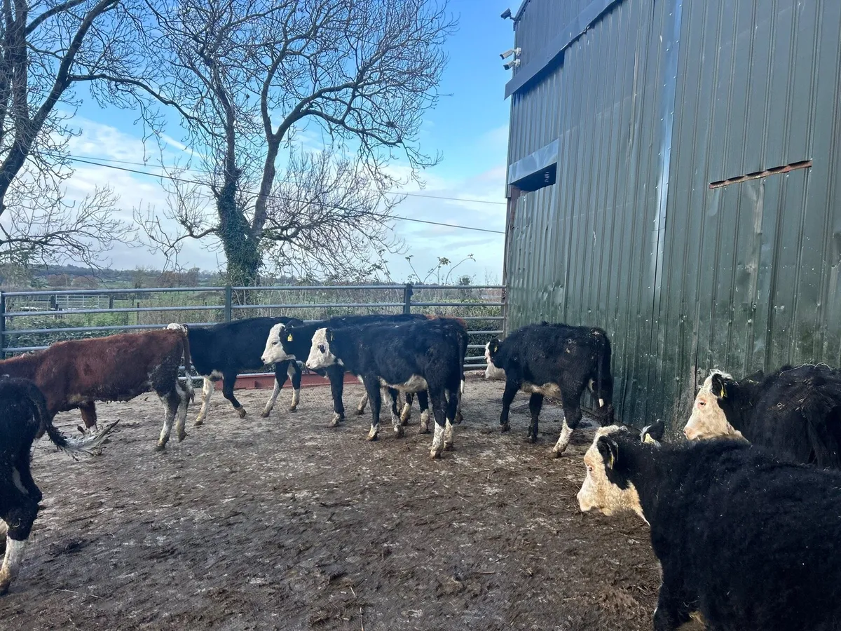 12 super  Hereford weanling heifers - Image 4