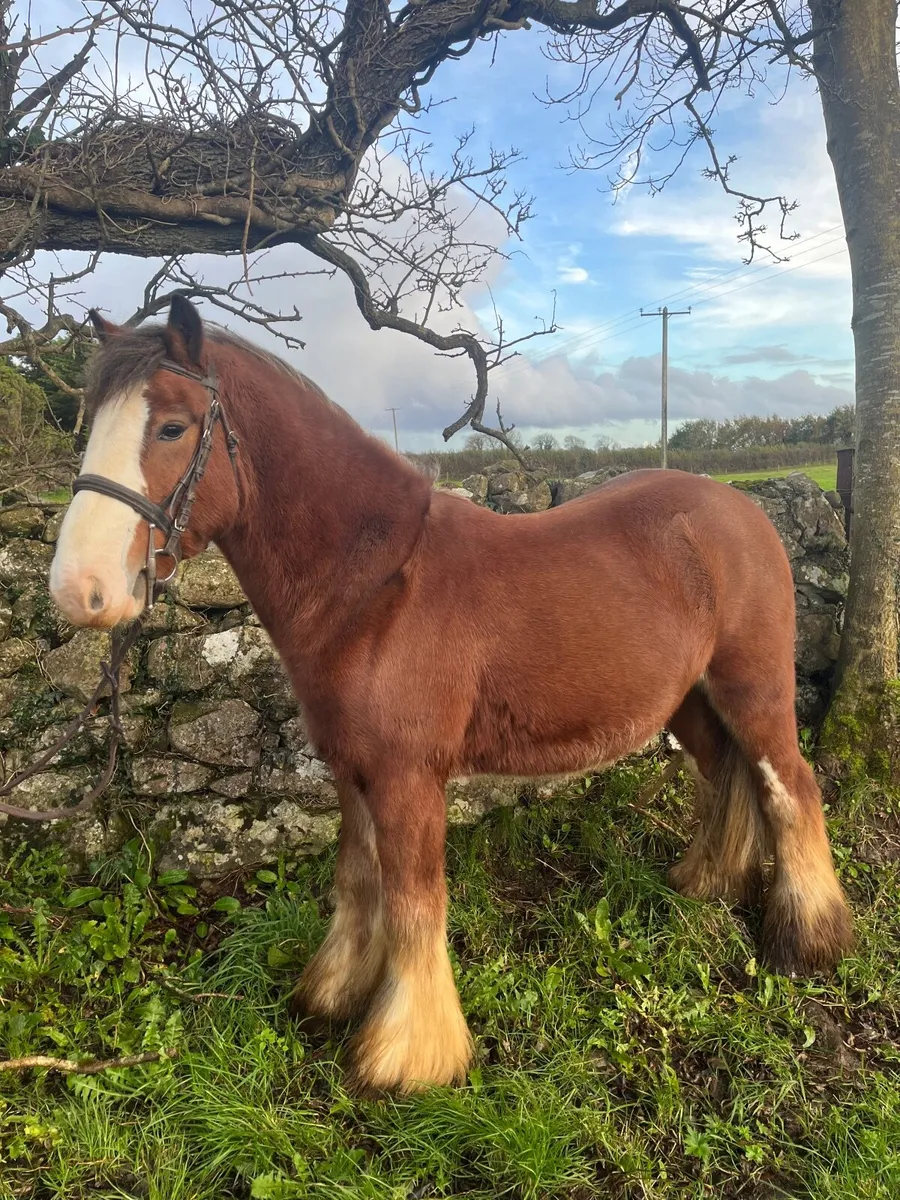 ☘️Fun allrounder ☘️ - Image 3