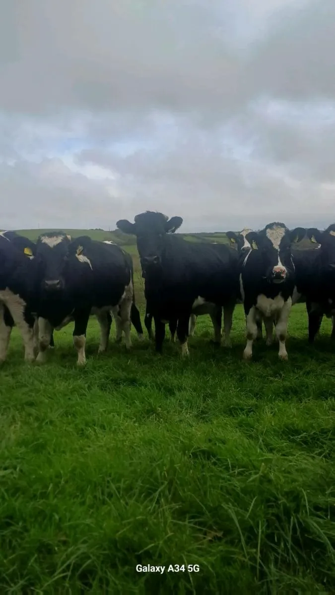 In calf heifers - Image 1