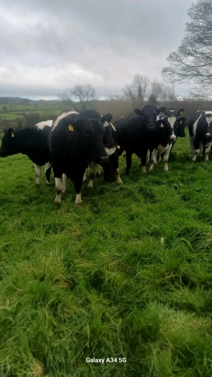 In calf heifers - Image 2