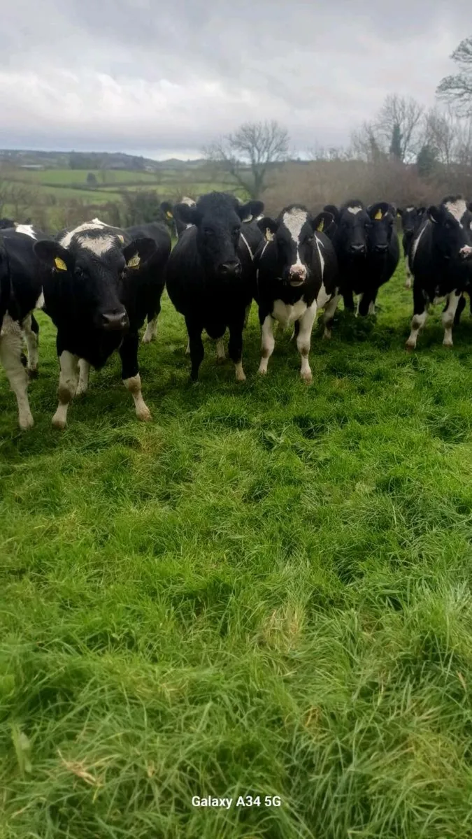 In calf heifers - Image 3