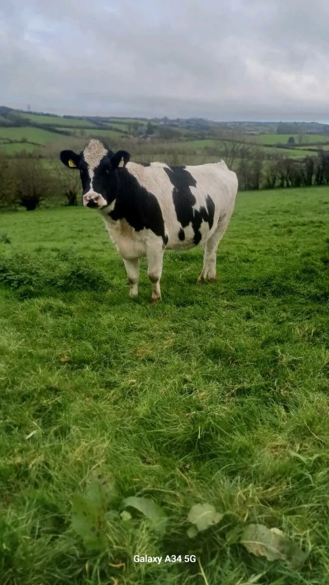 In calf heifers - Image 4