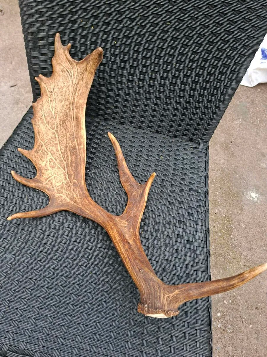 Irish Fallow Buck Deer Antler - Image 1