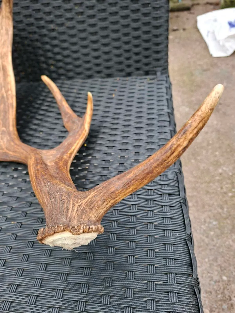 Irish Fallow Buck Deer Antler - Image 2