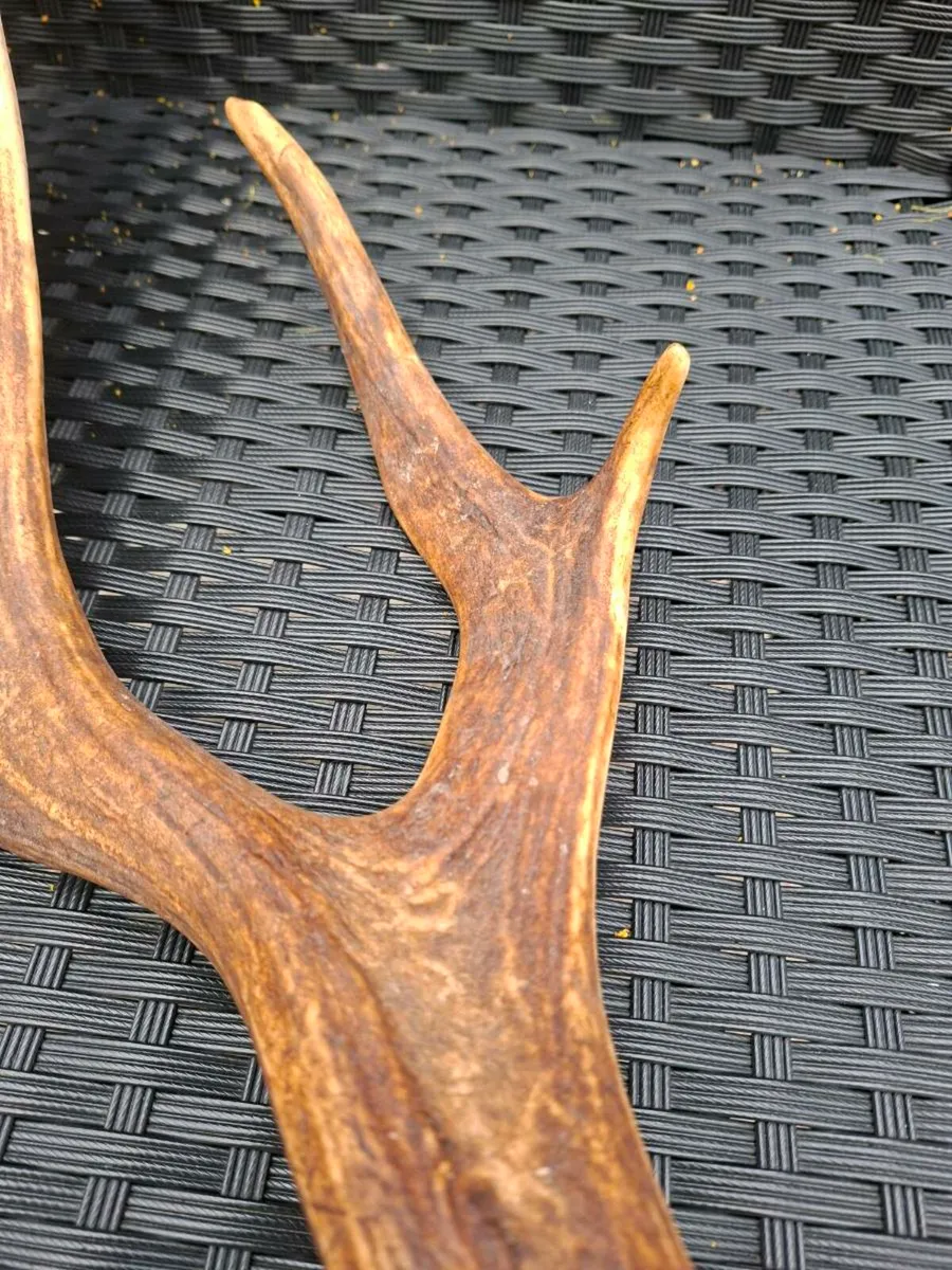 Irish Fallow Buck Deer Antler - Image 3