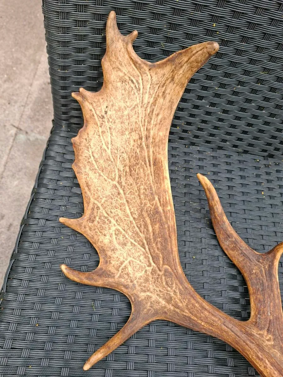 Irish Fallow Buck Deer Antler - Image 4