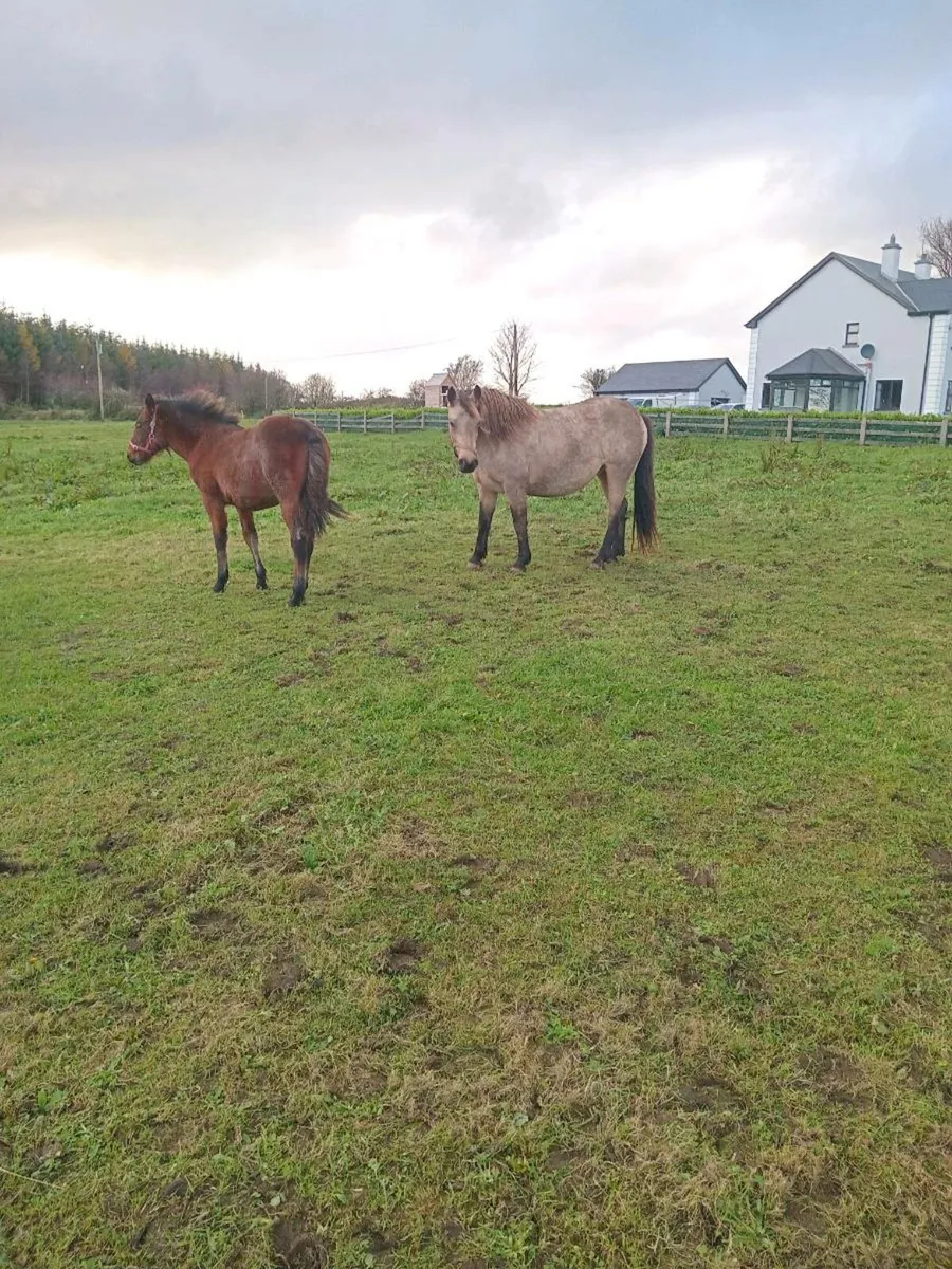 Bay Roan Connemara Filly - Image 1