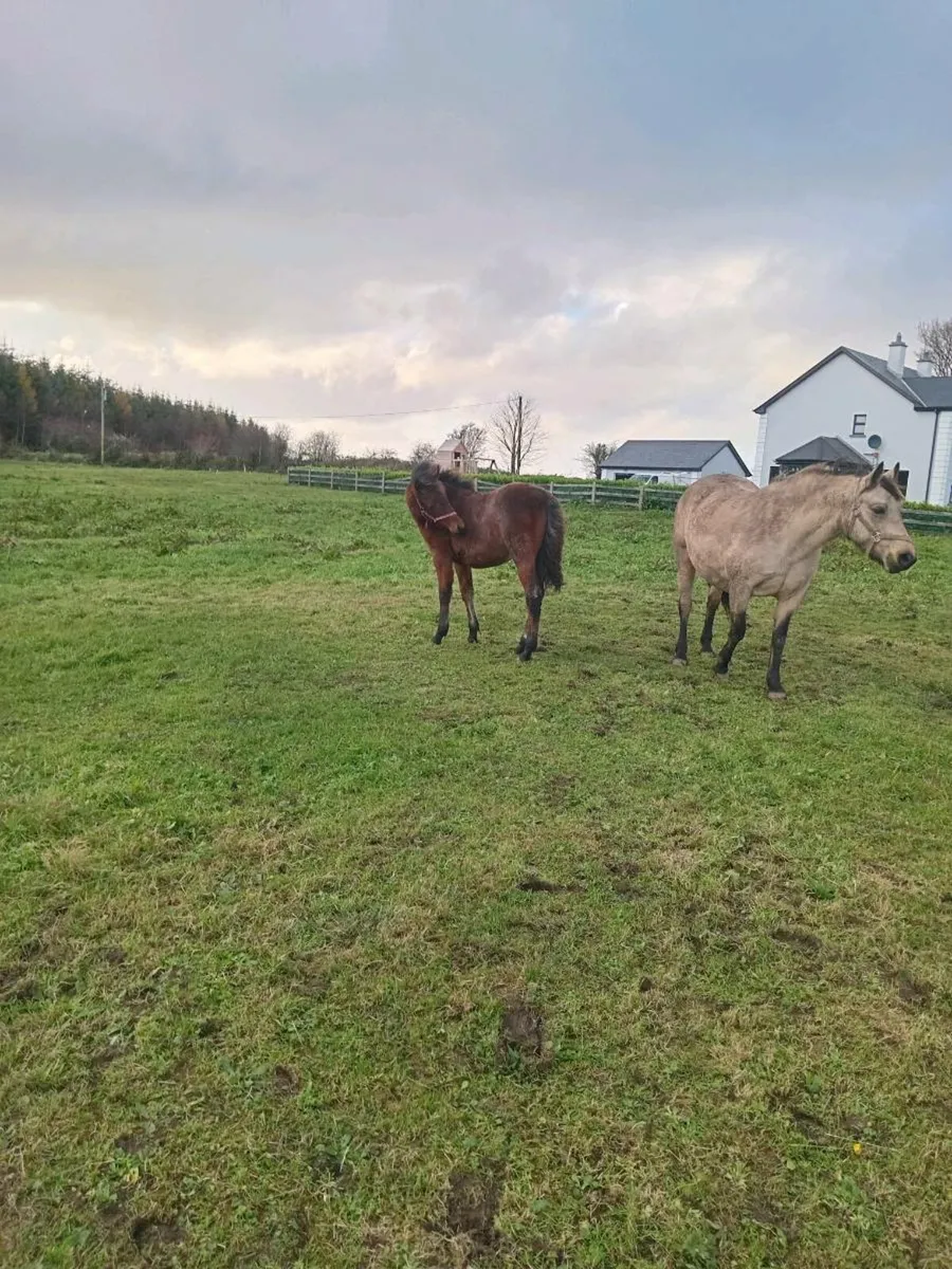 Bay Roan Connemara Filly - Image 2