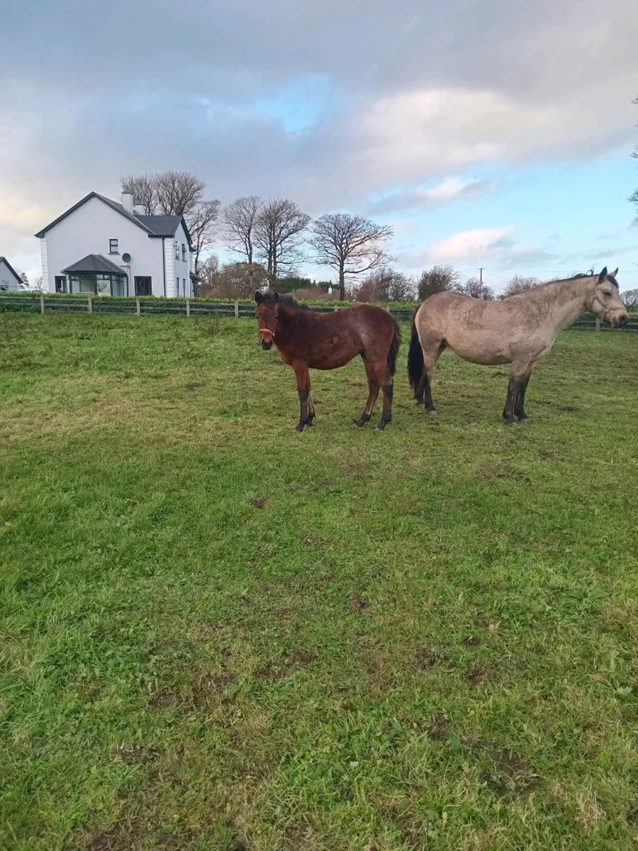 Bay Roan Connemara Filly - Image 3