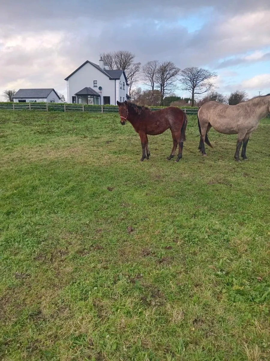 Bay Roan Connemara Filly - Image 4