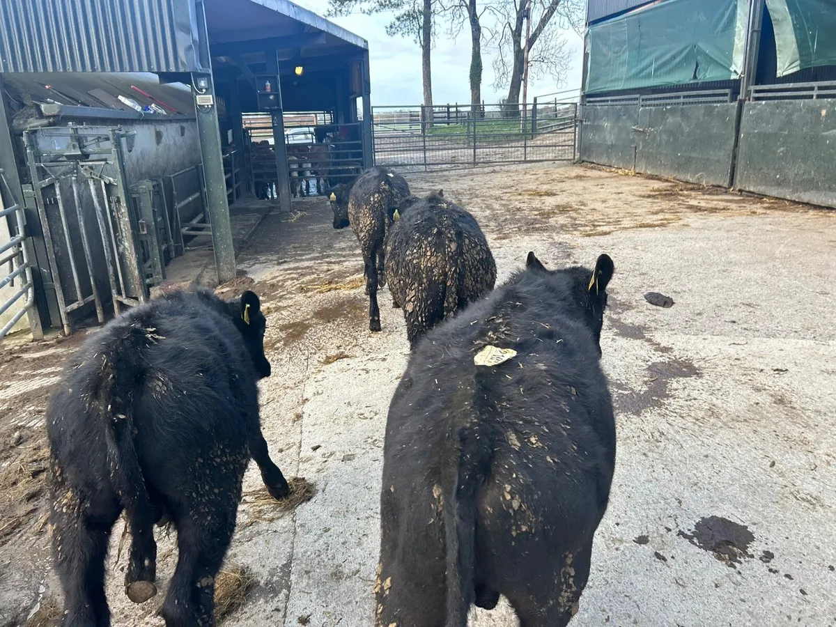 4 super  Angus bull  weanlings - Image 1