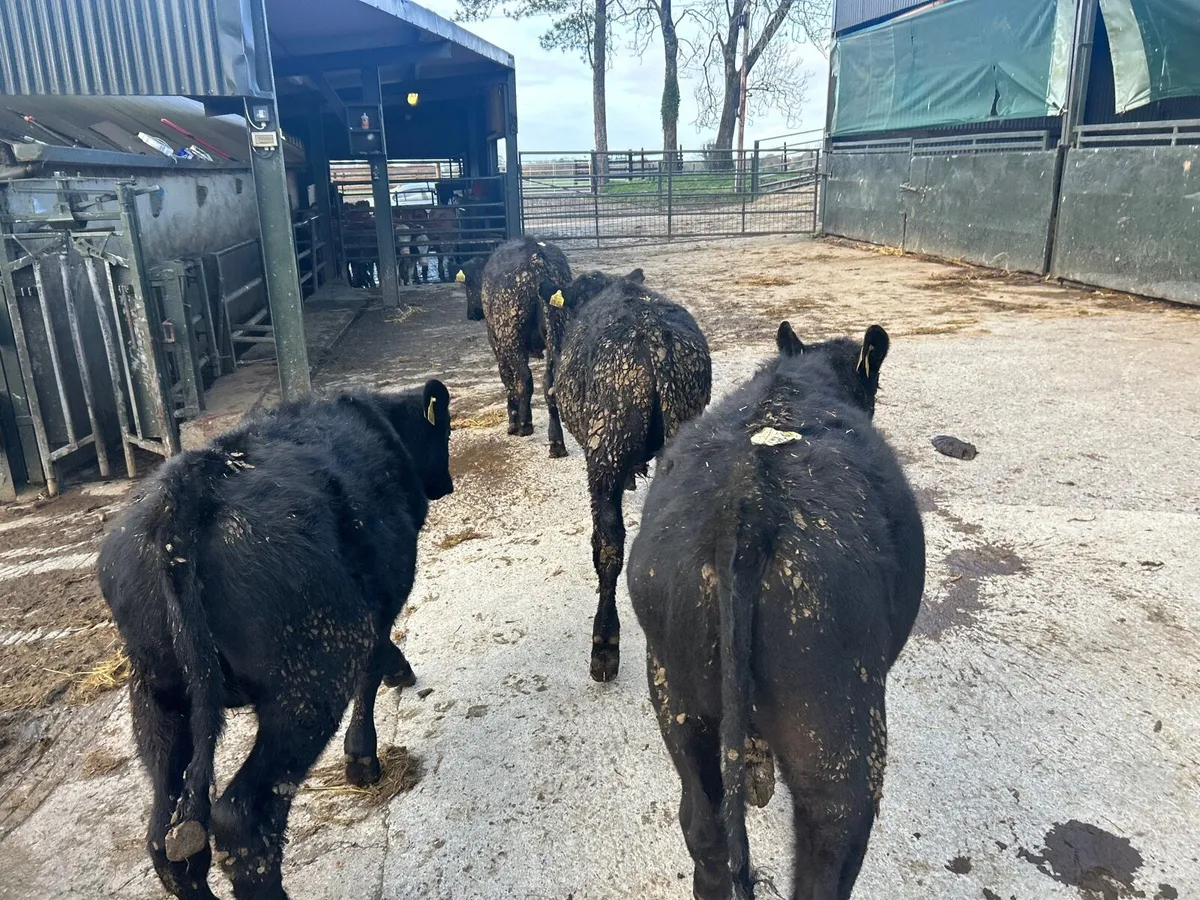4 super  Angus bull  weanlings - Image 2