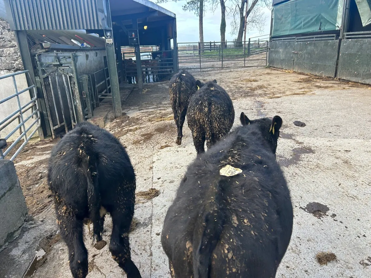4 super  Angus bull  weanlings - Image 3