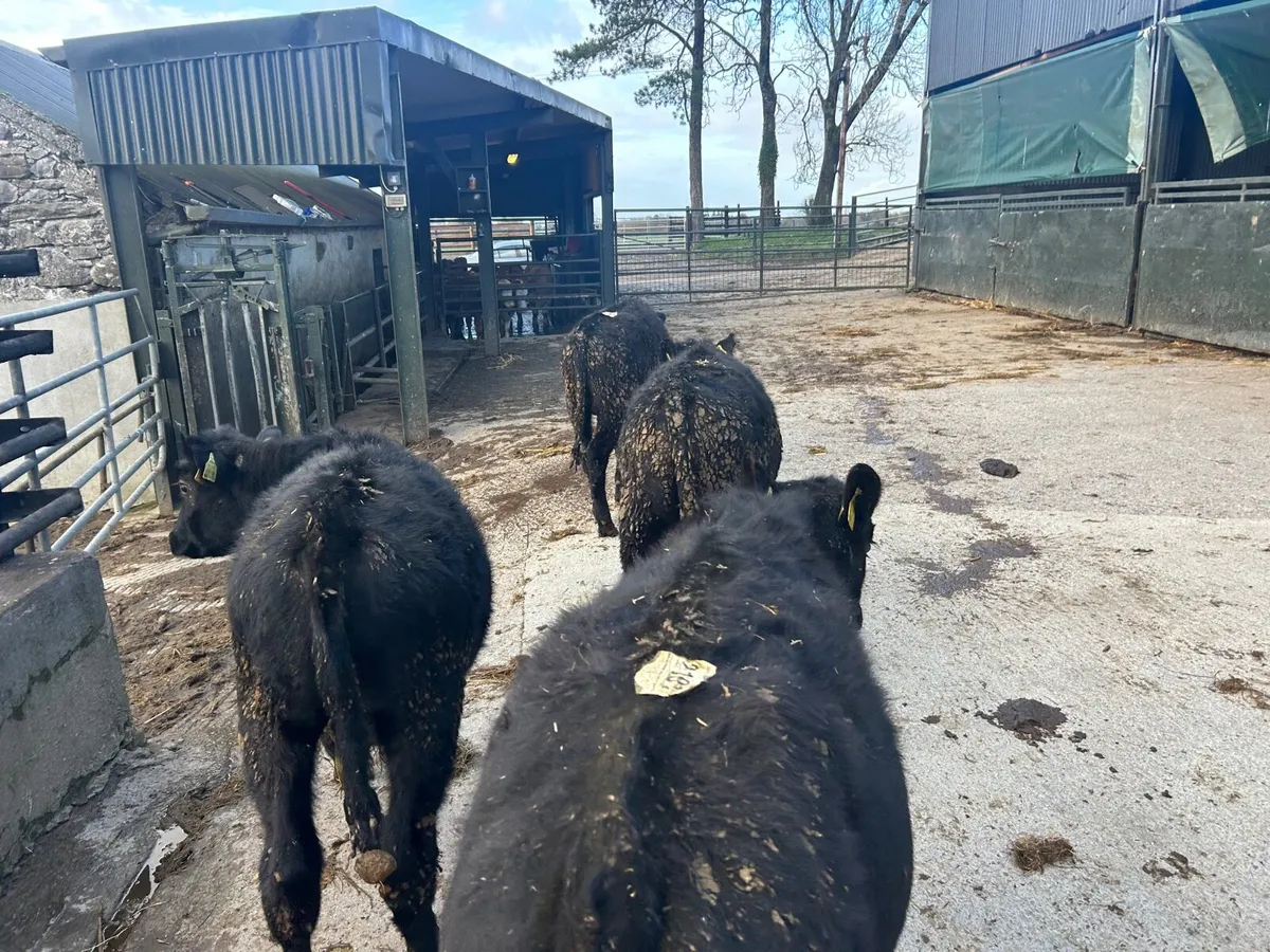 4 super  Angus bull  weanlings - Image 4