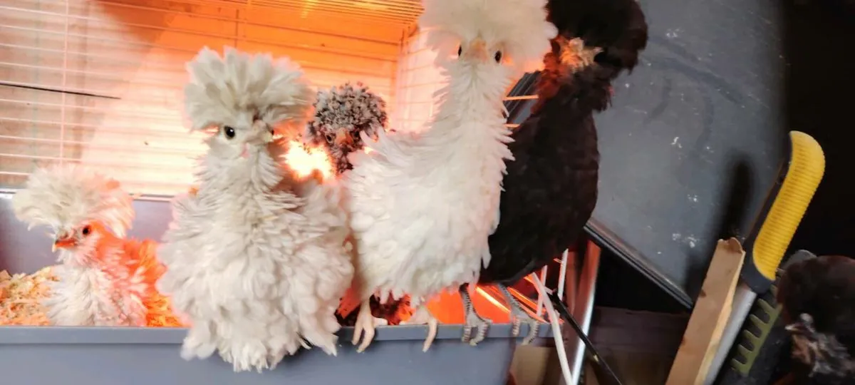 Polish chickens, wyadottes, ducks, orpingtons - Image 4