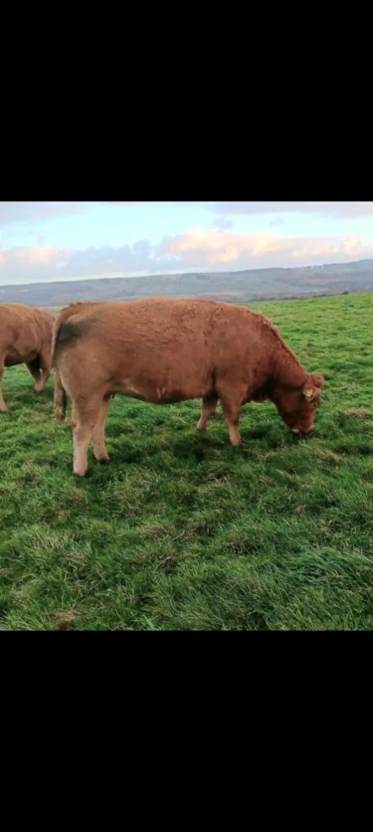 5 ⭐️ Springers - Image 1