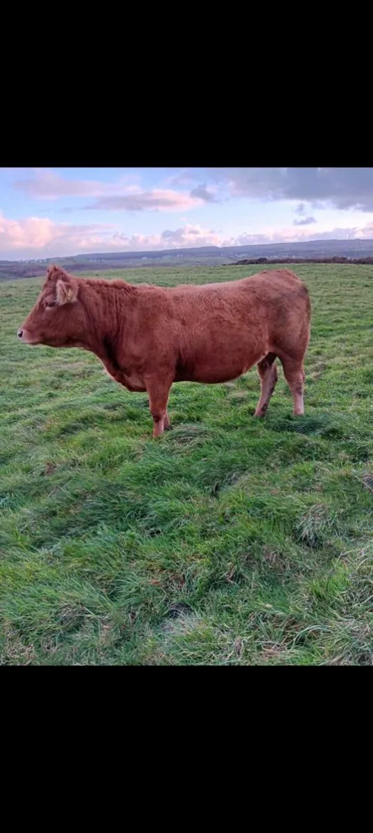 5 ⭐️ Springers - Image 2