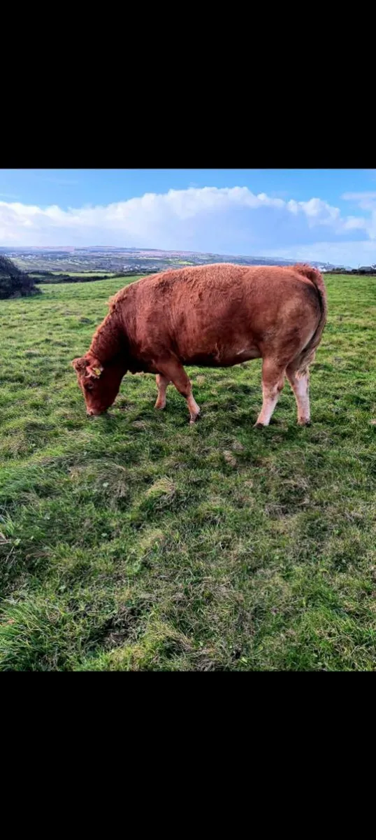 5 ⭐️ Springers - Image 3