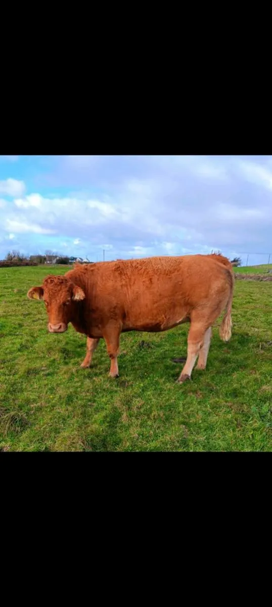 5 ⭐️ Springers - Image 4