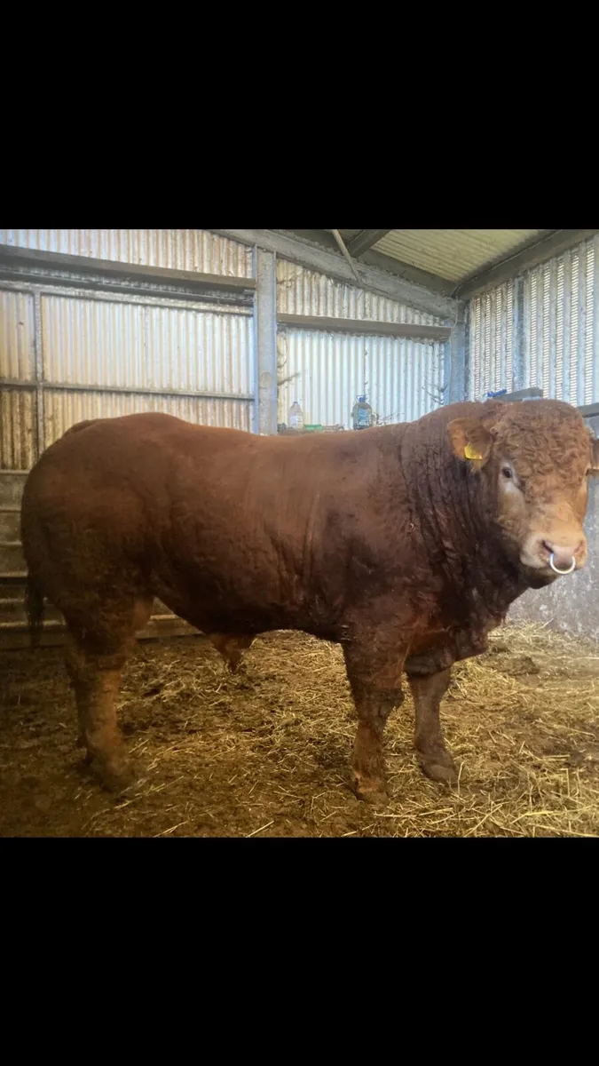 Limousine bull - Image 1