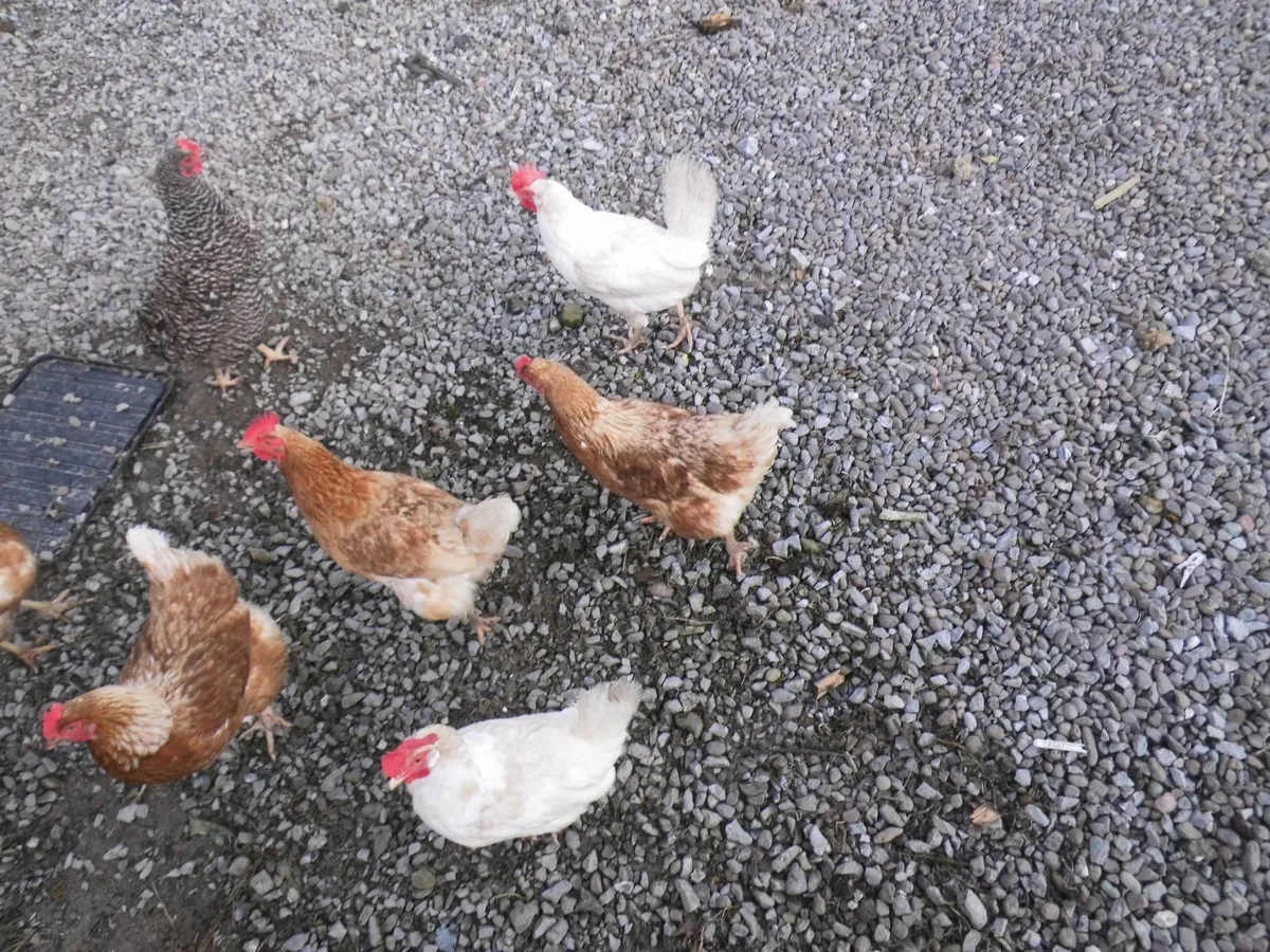 Incubator and laying hens - Image 2
