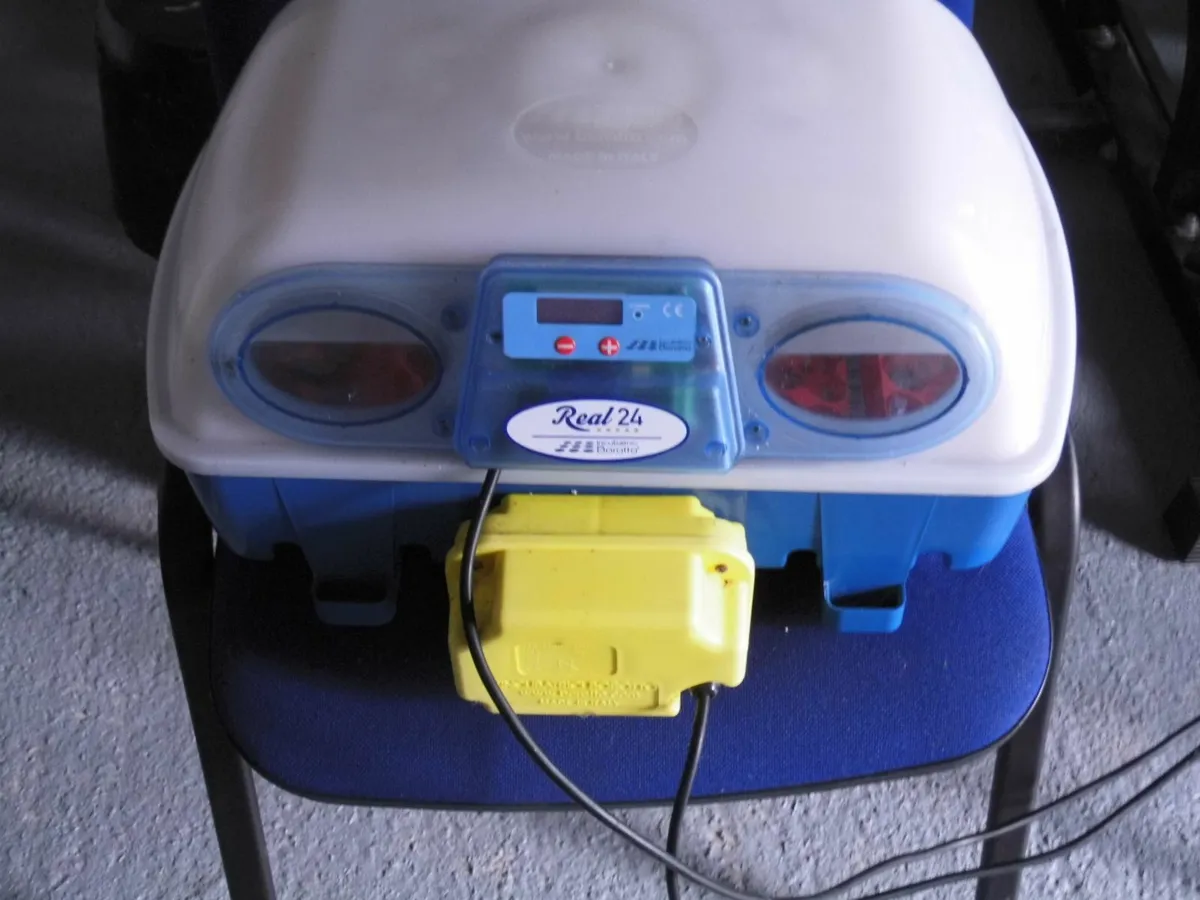 Incubator and laying hens - Image 3