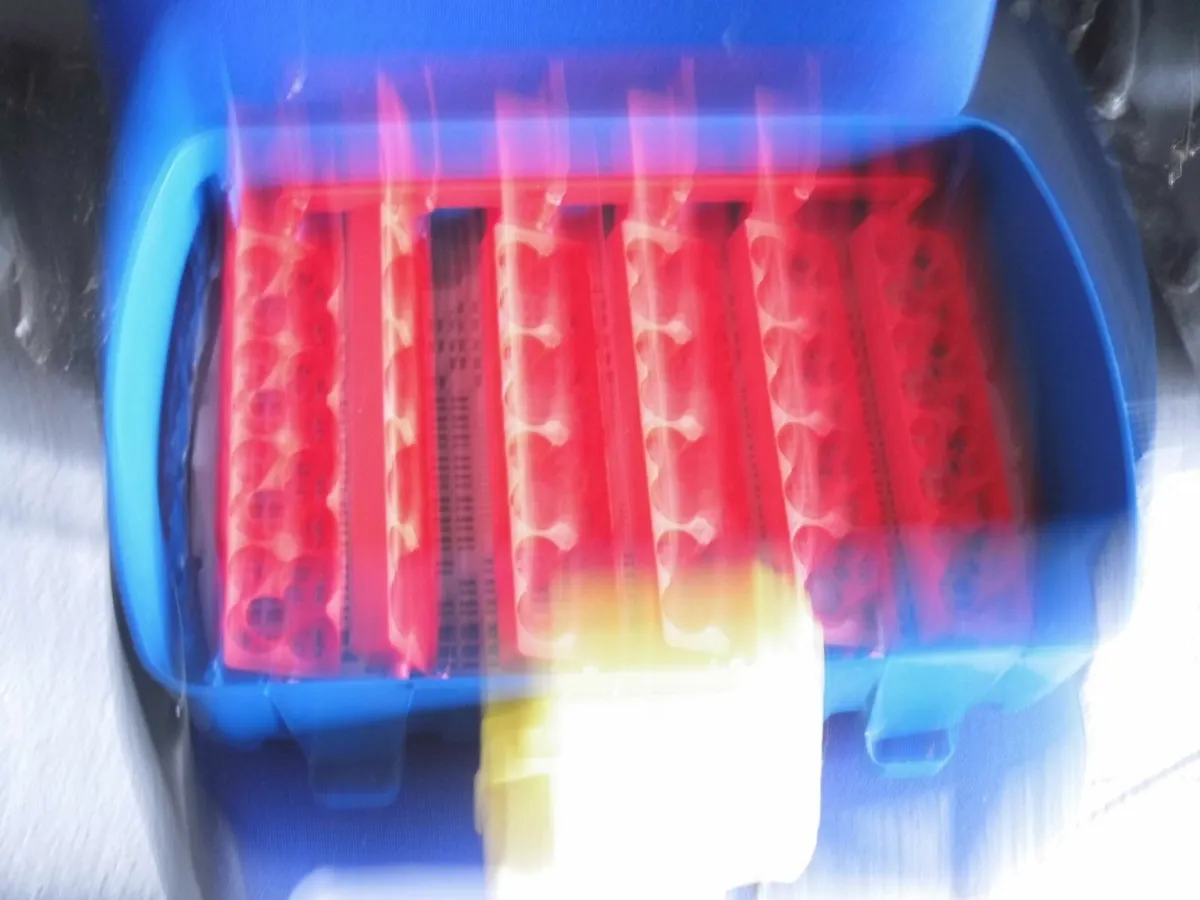 Incubator and laying hens - Image 4