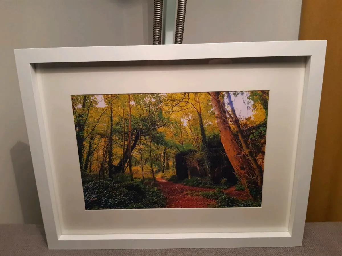 Rostellan Woods - Image 4