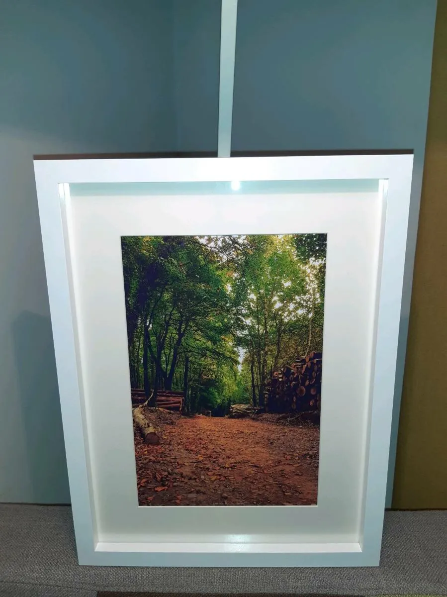 Rostellan Woods - Image 3