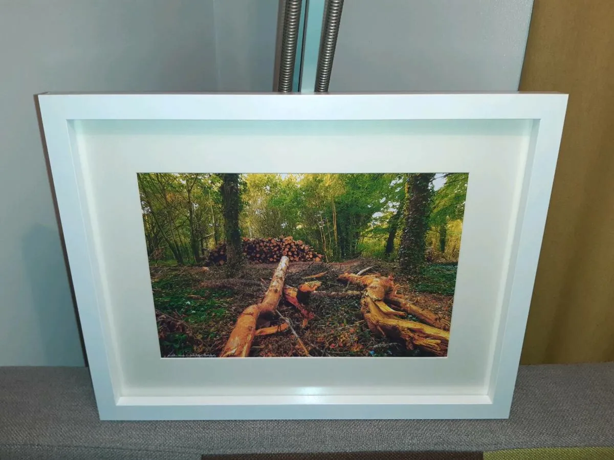 Rostellan Woods - Image 1