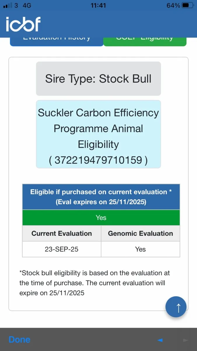 Limousine bull - Image 4