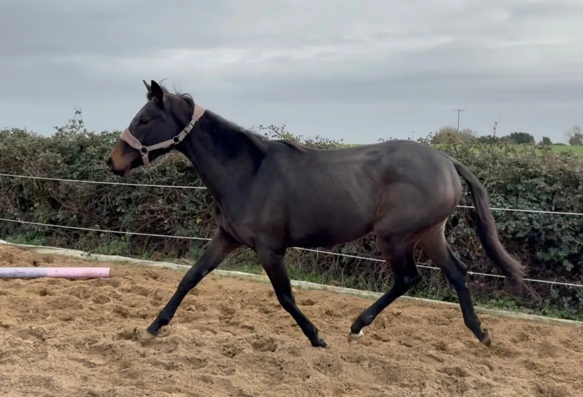 Rising 3yo filly - Image 2