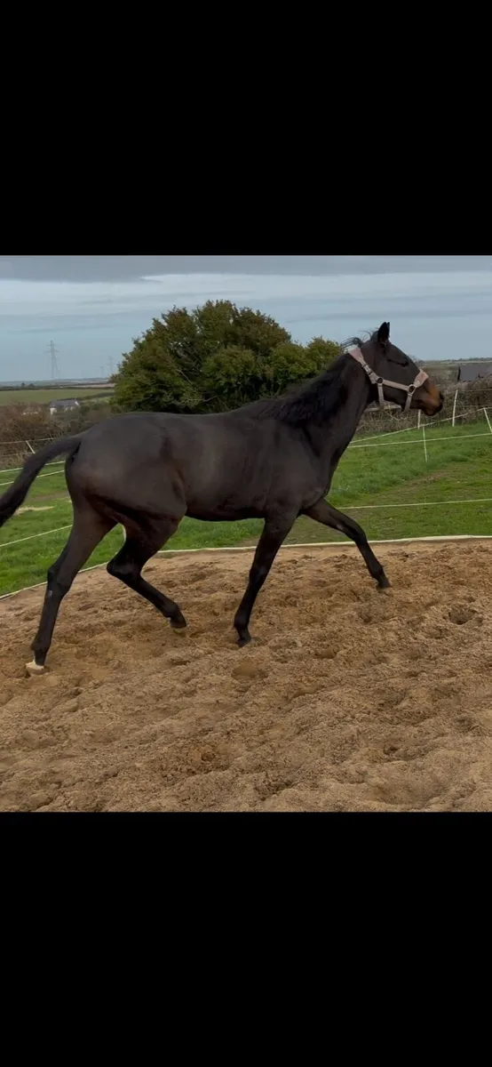 Rising 3yo filly - Image 3