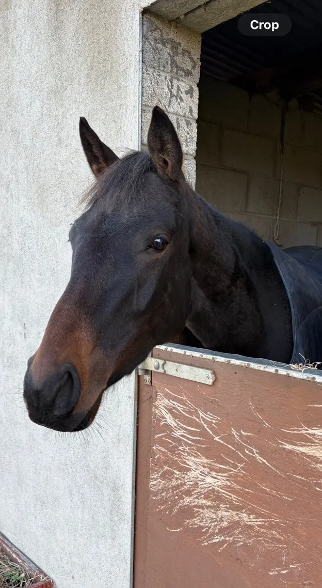 Rising 3yo filly - Image 1